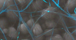 Technology Trending: CarbonEnfo startup, ChatGPT ambassador, graphene nanotube facility
